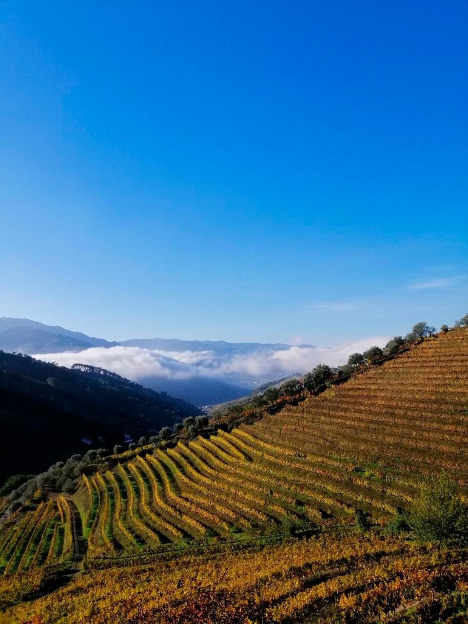 Vila Marim Quinta De Baixo 빌라 외부 사진