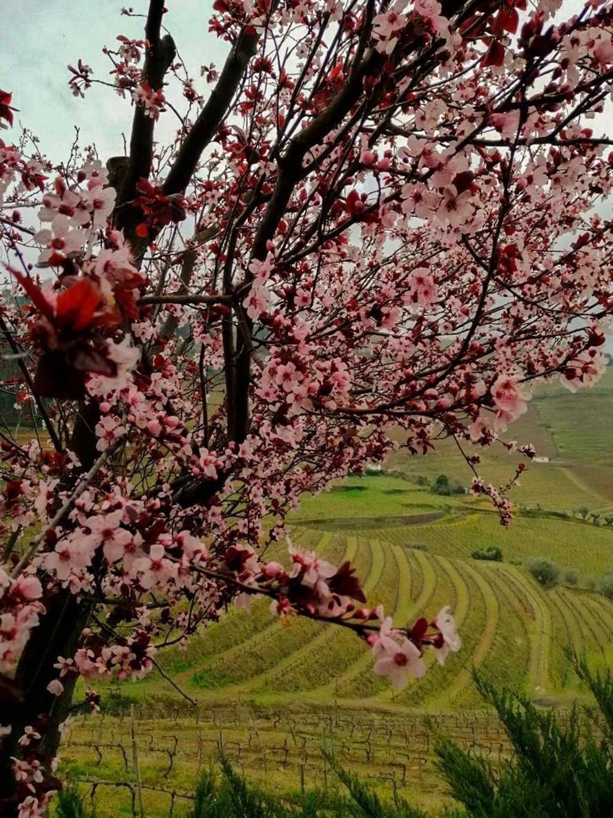 Vila Marim Quinta De Baixo 빌라 외부 사진