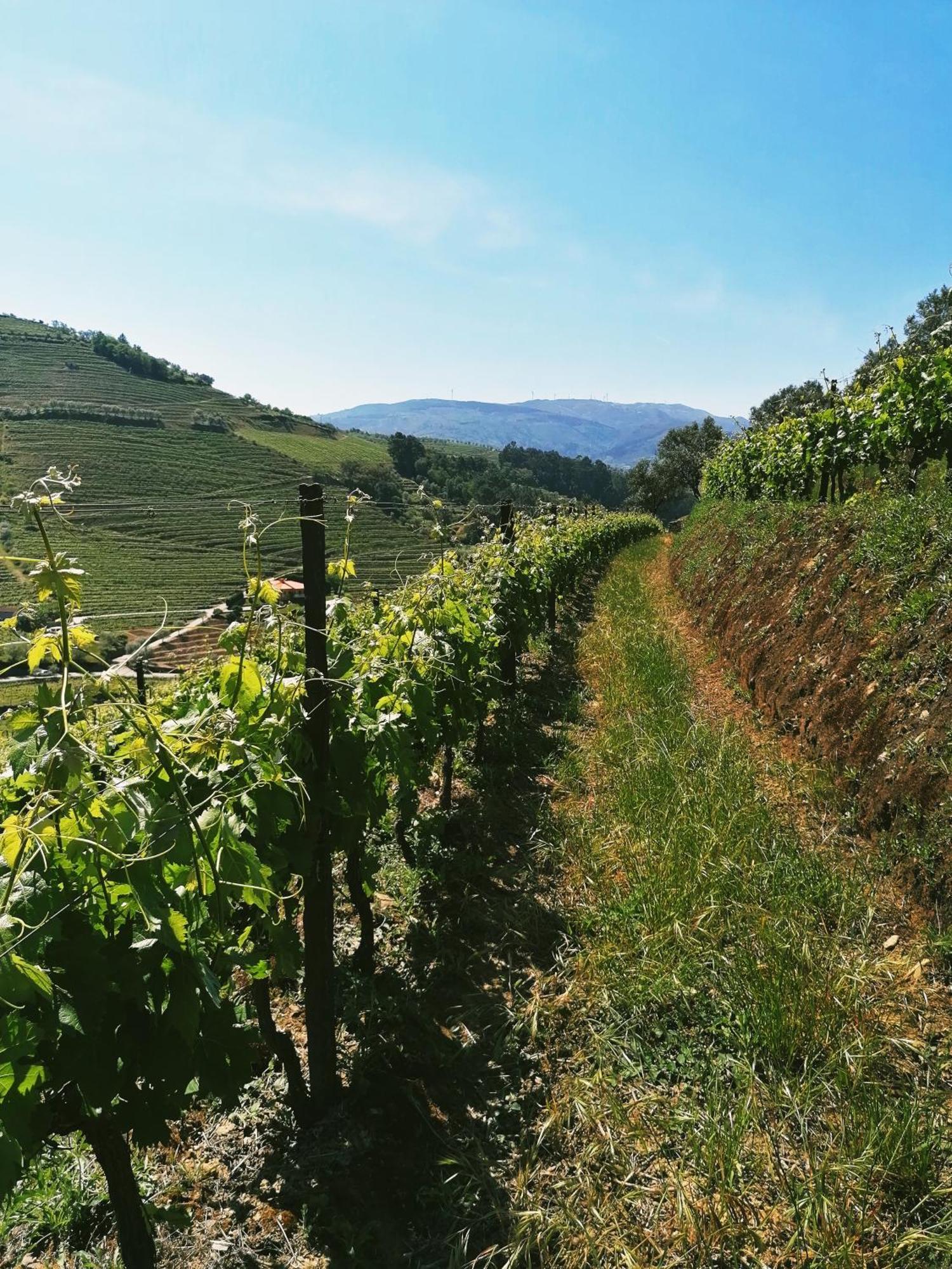 Vila Marim Quinta De Baixo 빌라 외부 사진